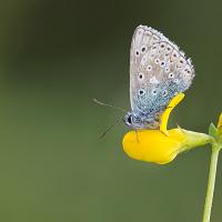 Common Blue 6 